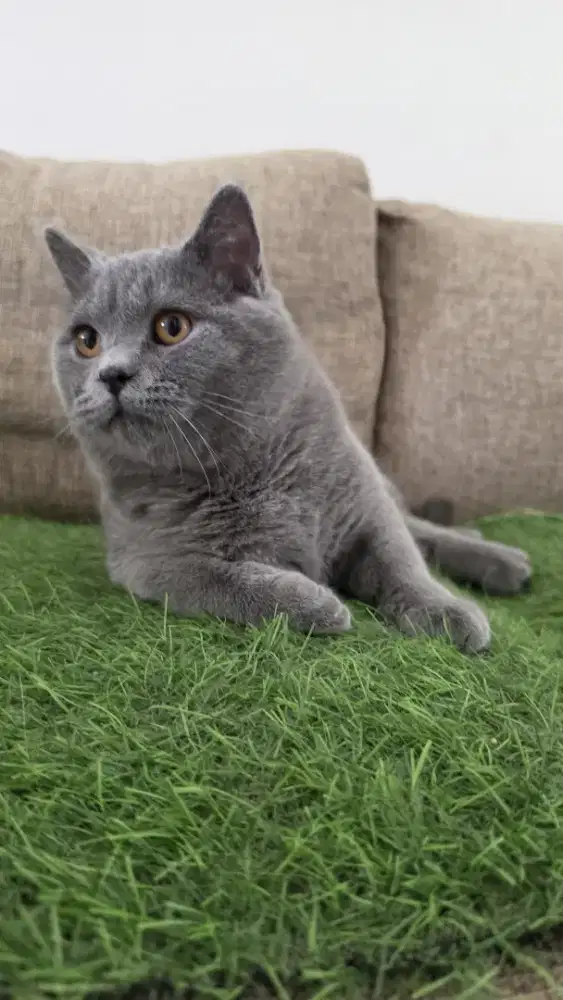 KUCING BSH BRITISH SHORT HAIR SEHAT JANTAN 9 BULAN GENDUT