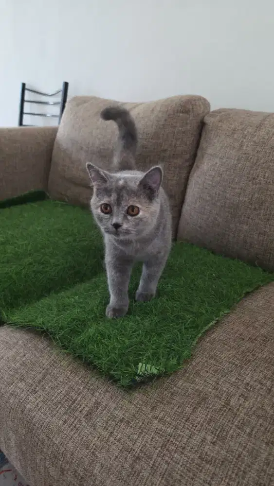 KUCING CAT BRITISH SHORT HAIR BSH SEHAT GENDUT USIA 8 BULAN