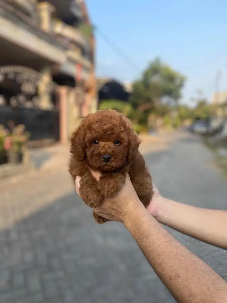 Red toy poodle jantan