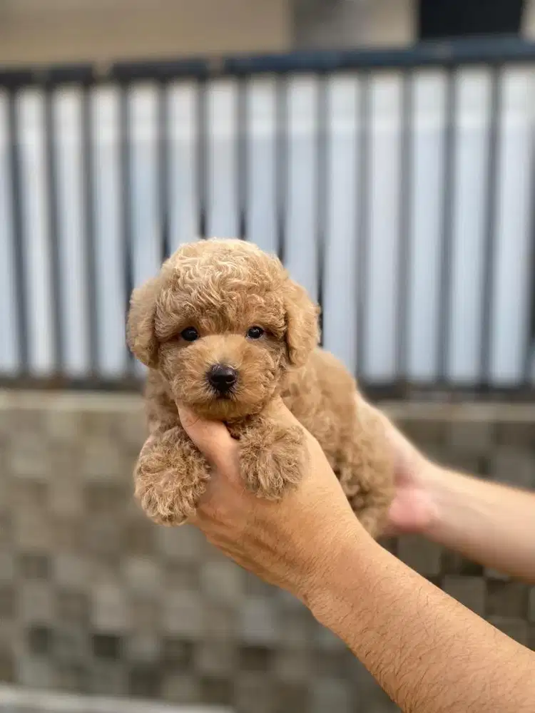 Brown toy poodle tedy bear