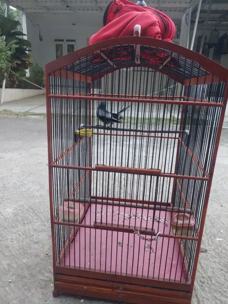 Burung kacer dada hitam
