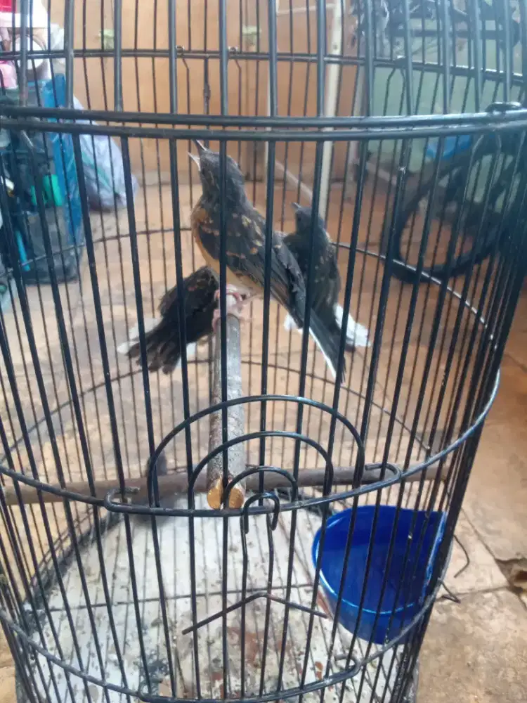 Siapa cepat dapat trtolan murai Medan 1 sayang