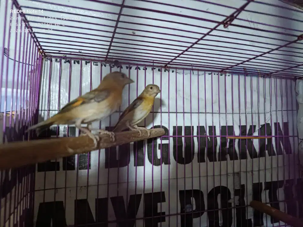 Anakan siskin dilute