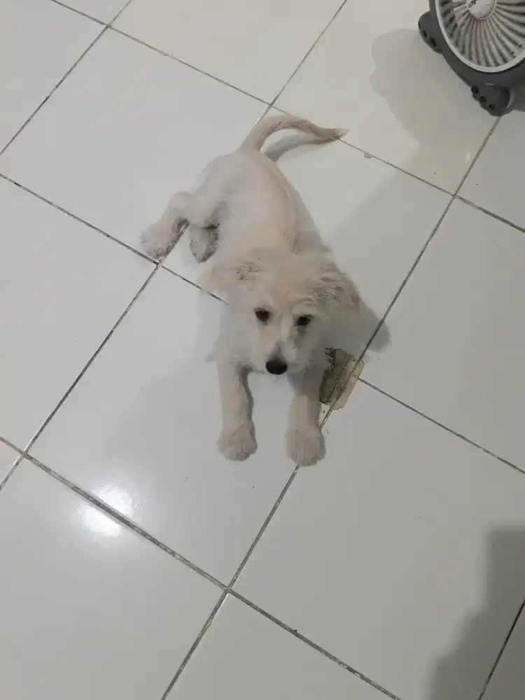Anjing poodle mix Chihuahua