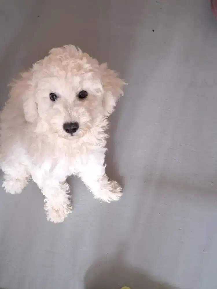 White toy poodle