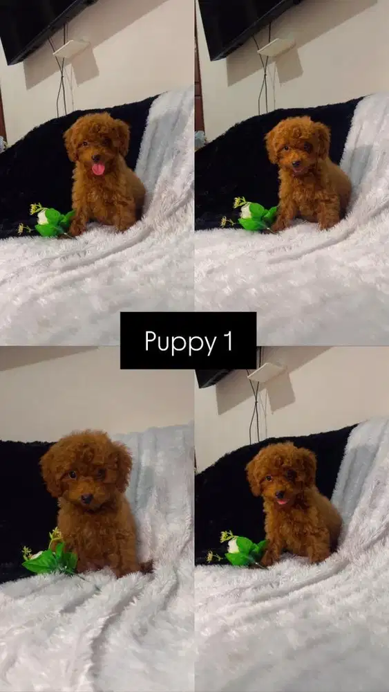 Puppy Toy Poodle