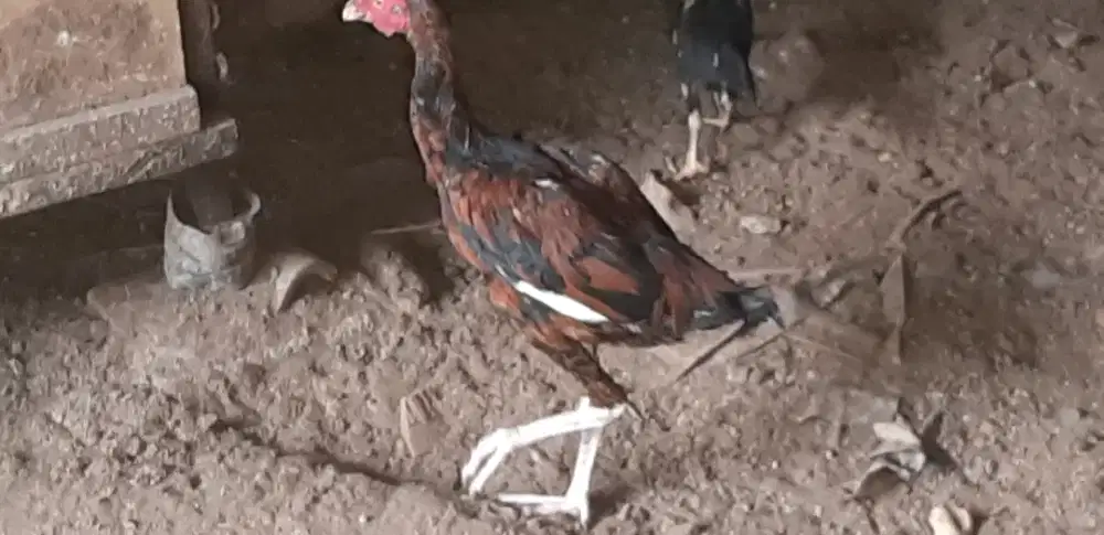 DI jual ayam Kampung