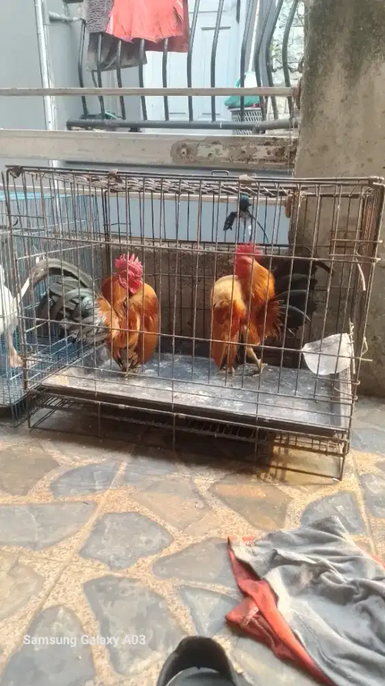 Yo bosku serama jantan 2 ekor