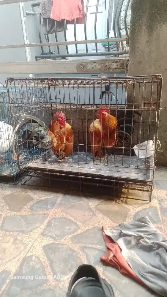 Ayam serama jantan 2 ekor