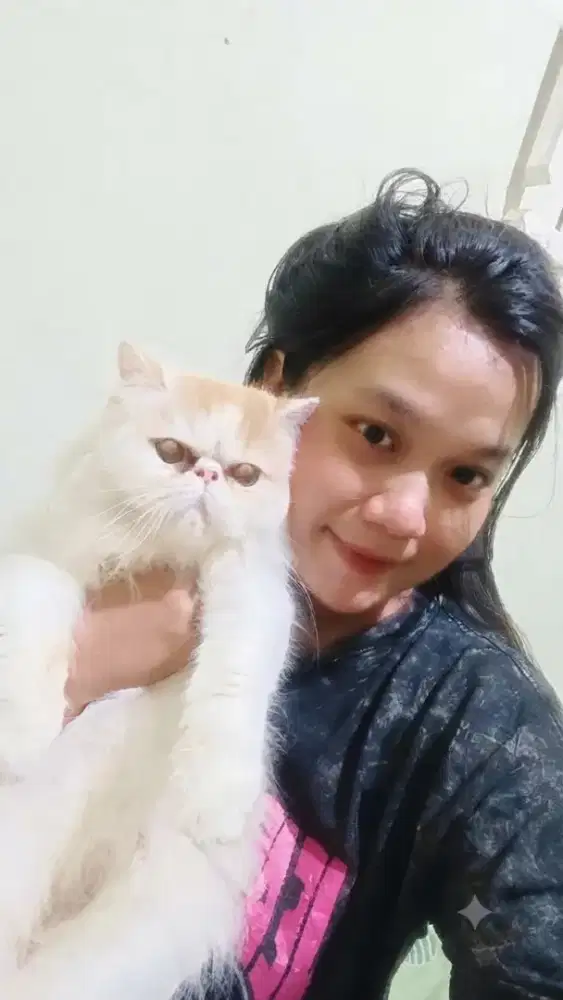 Lepas adop Persian peaknose extream betina