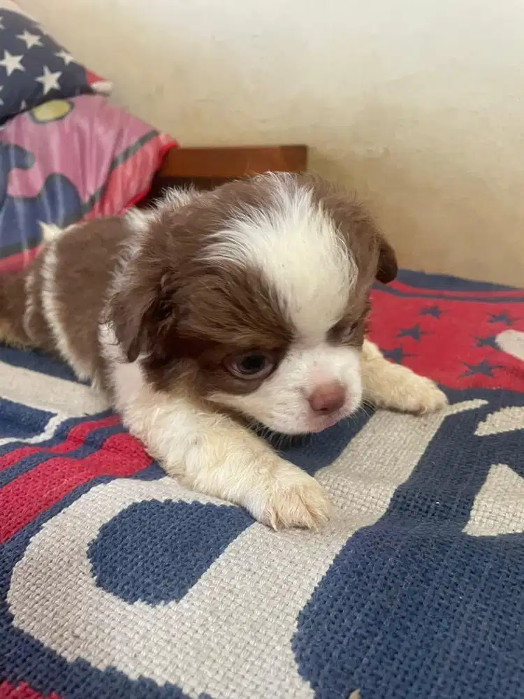 Chihuahua longhair