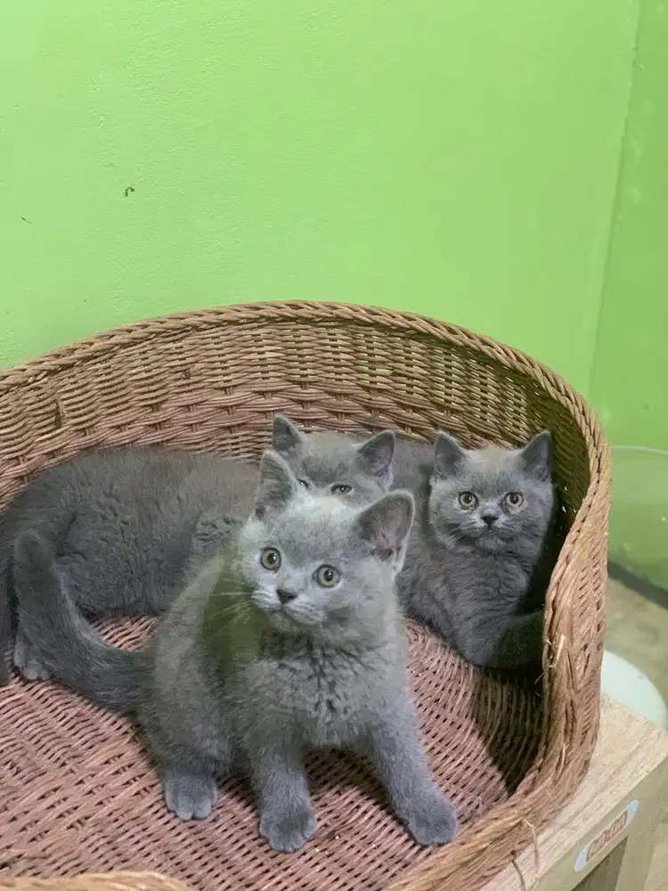 kitten BSH kucing British shorthair blue