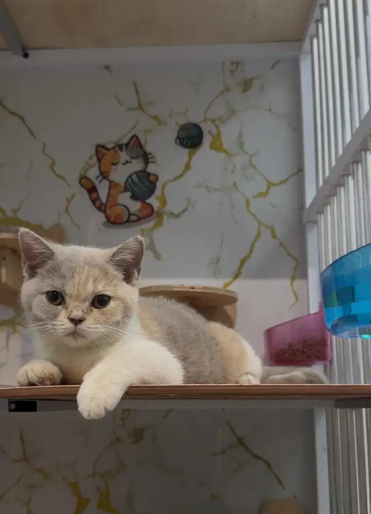 Kucing British Shorthair BSH Kitten Betina Calico anakan PED WCF