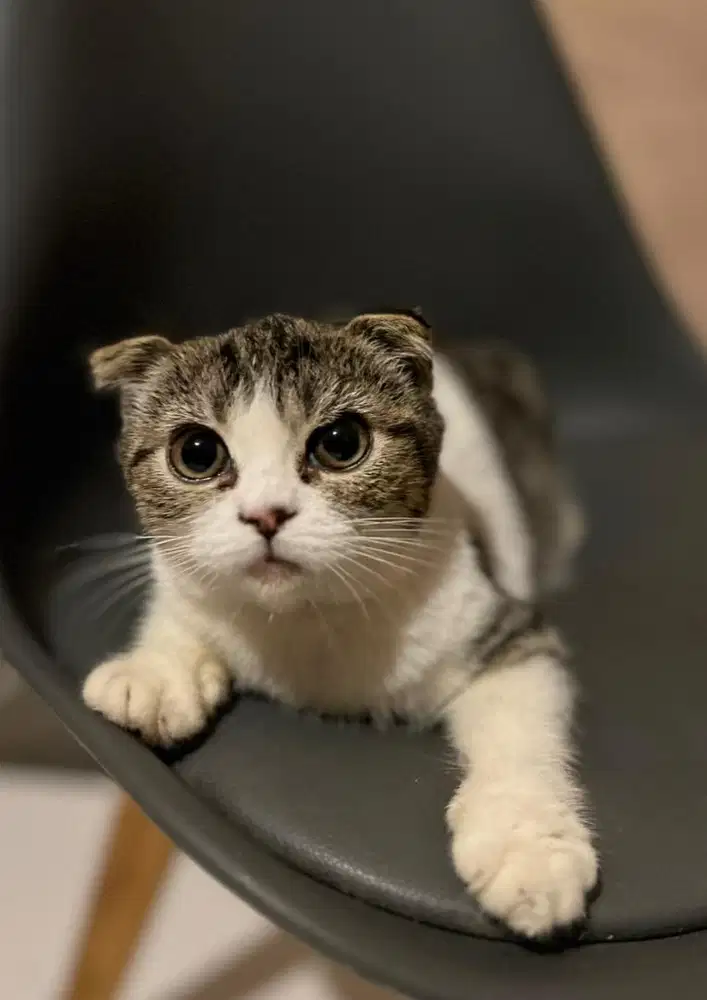 Lepas adopsi scottish fold