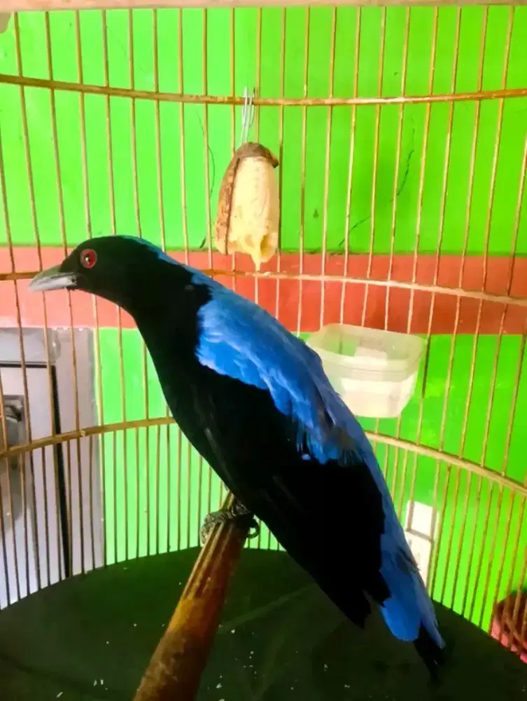 cucak biru jantan mulus