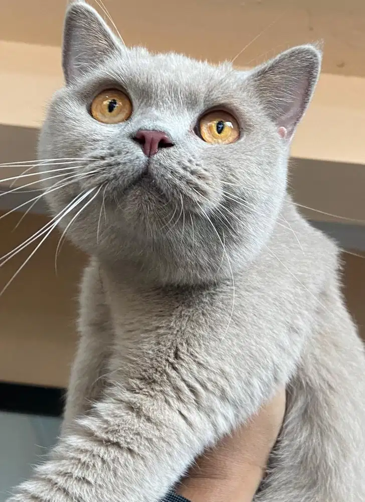 kucing british shorthair bsh british short hair