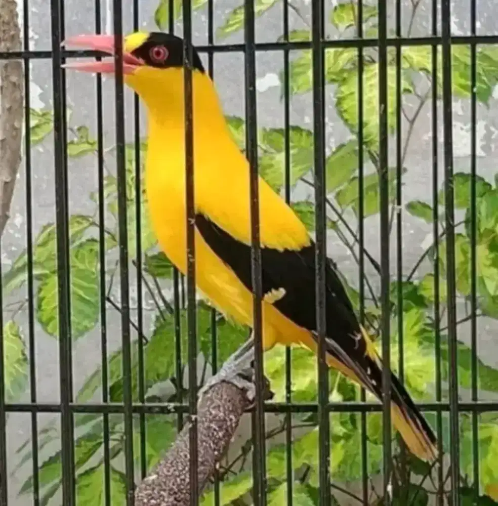 kepodang mas bali