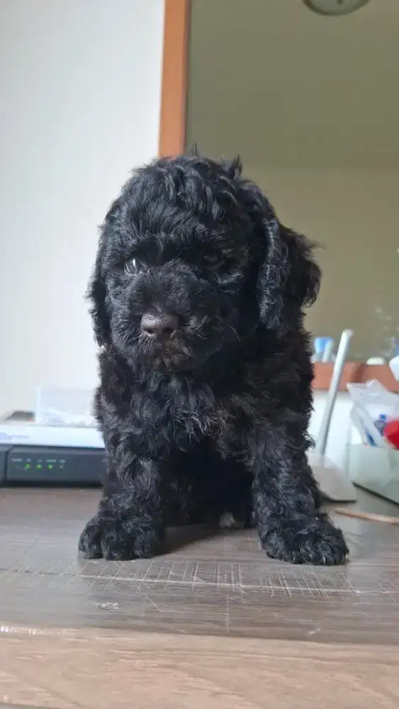 Jual anakan poodle asli
