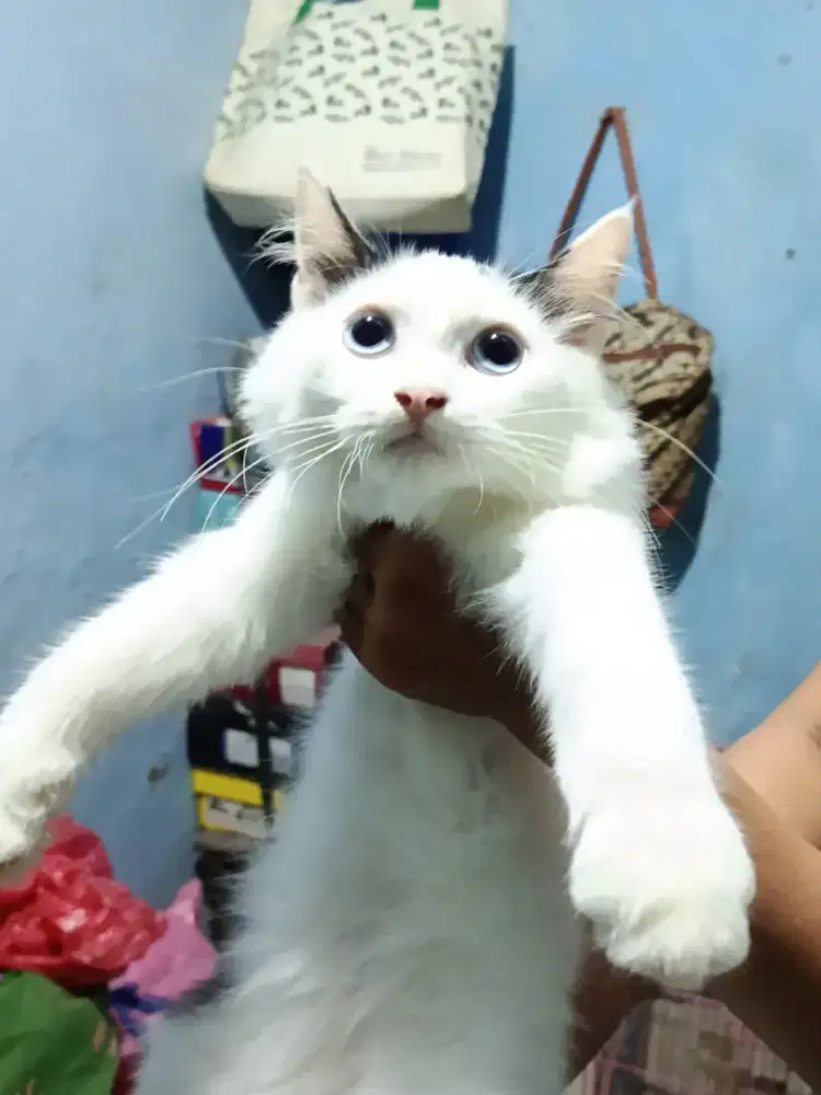 Cat persian adop