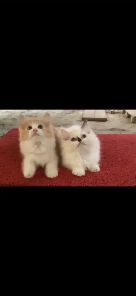 Kucing persia flatnose /kitten persia betina /kucing  oren betina