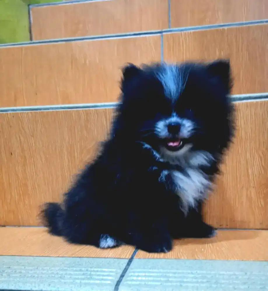 Pomerian Mini Pom Ras Asli