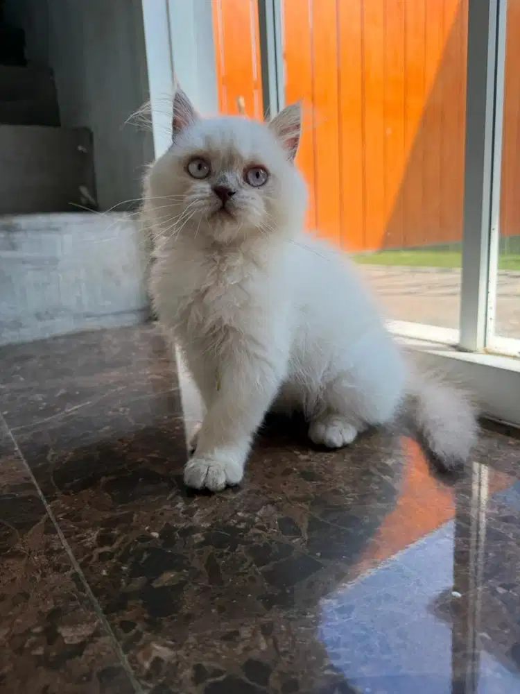 British longhair Jantan