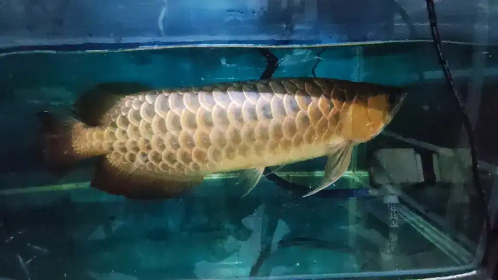 DIJUAL AROWANA RTG GOLDEN - Bodi Mulus, Ring Tebal, No Cacat