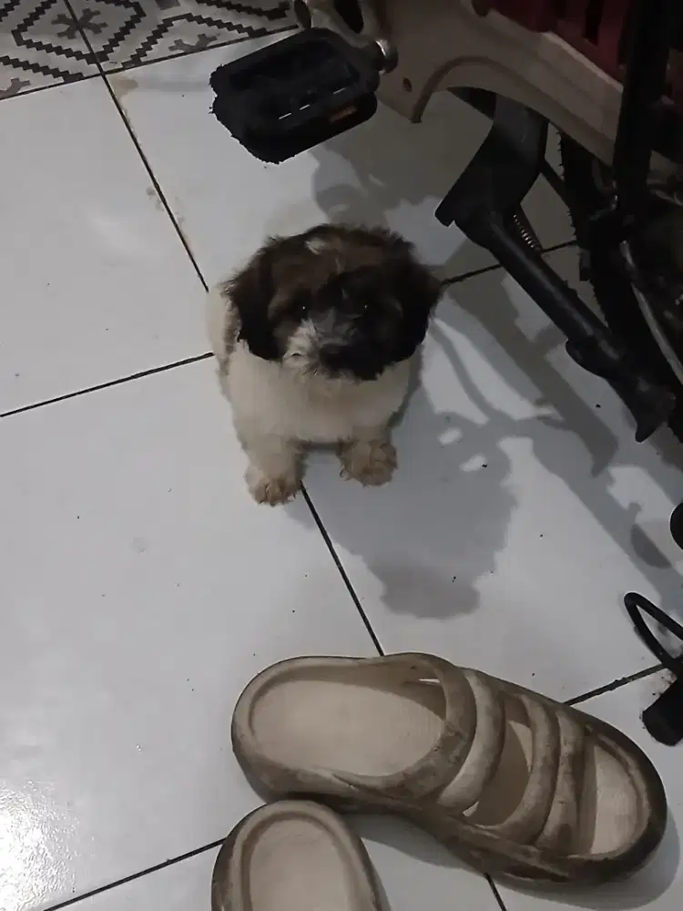 Anjing mini shitsu