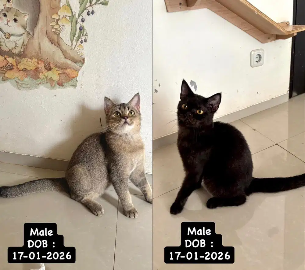 Kucing BSH usia 9 bulan