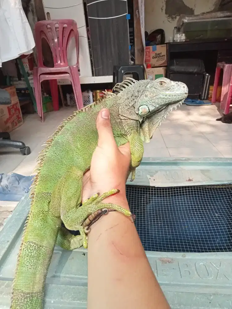 jual iguana sehat cakep
