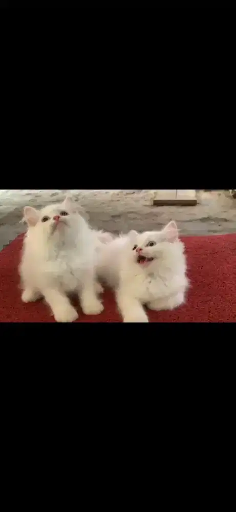 Anak kucing himalaya /kitten persia himslaya/kucing  persia jantan