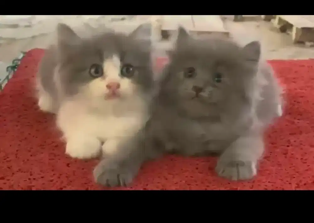 Kucing betina /kitten persia bbetina /kucing   persia