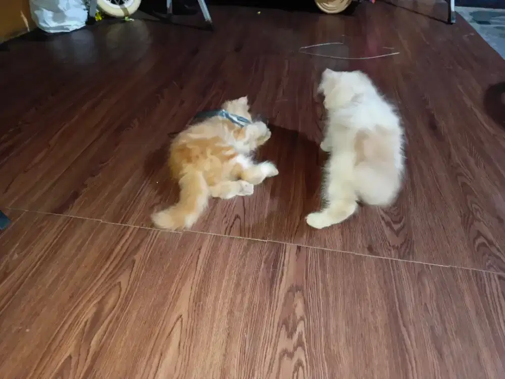 Kucing anggora sepasang