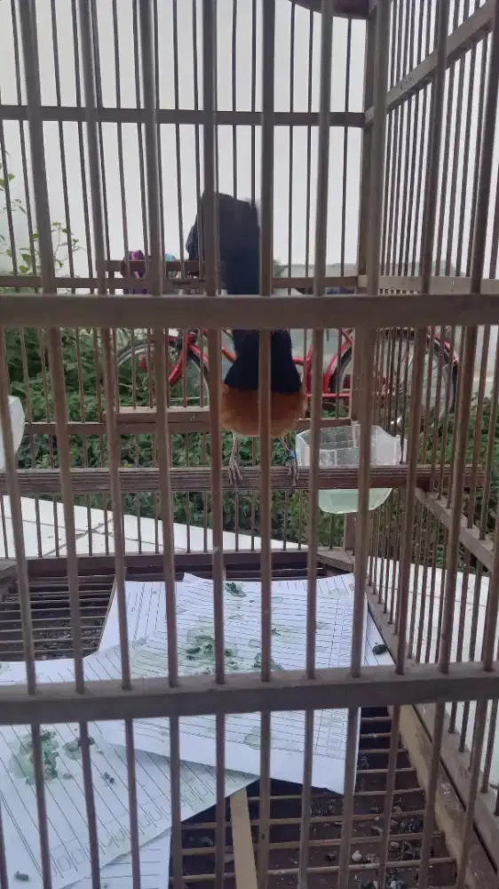Burung murtai batu sejat