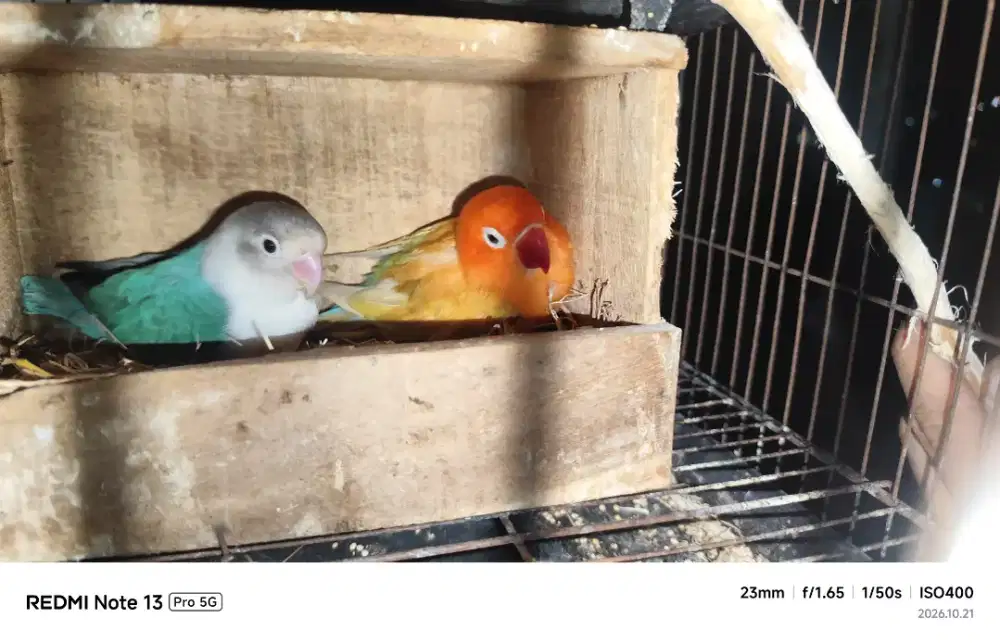 LOVEBIRD BLM JODOH.