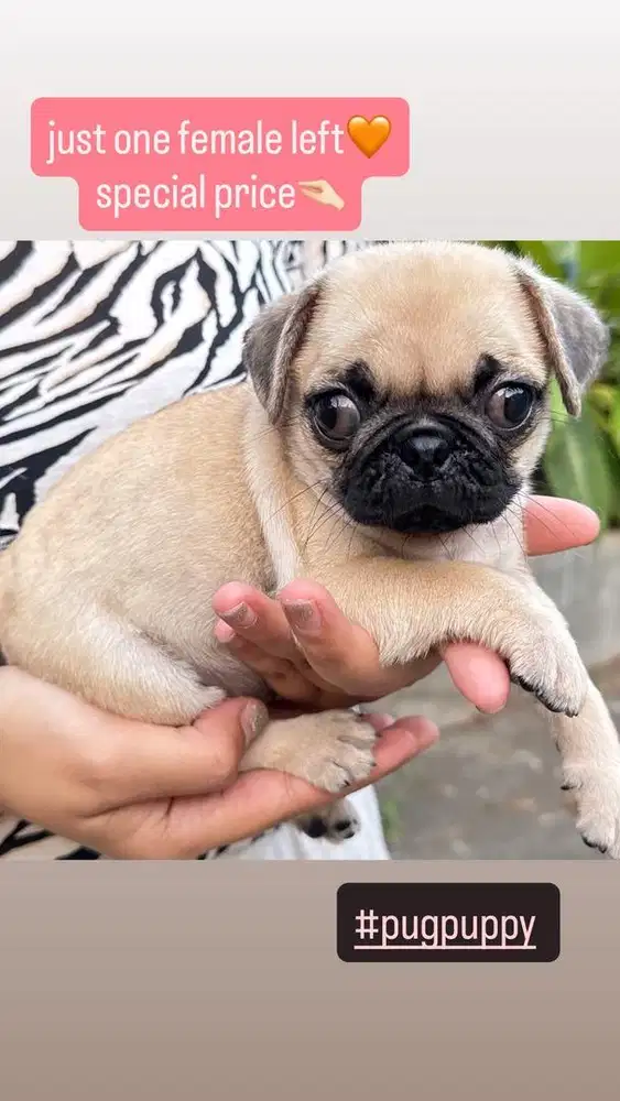 Anjing Pug Puppy Puppies