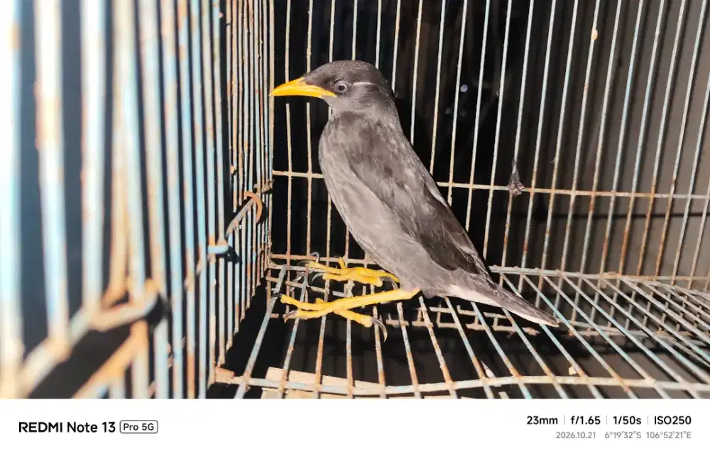 BURUNG JALAK KEBO