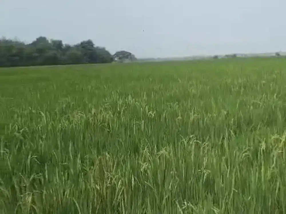 INVESTASI STRATEGIS Tanah Sawah 80000M2 Di Zona Industri Jababeka