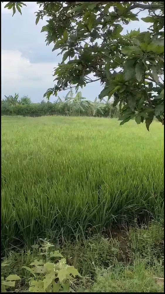 Dijual Cepat Sawah Strategis Kawasan Perumahan Landungsari