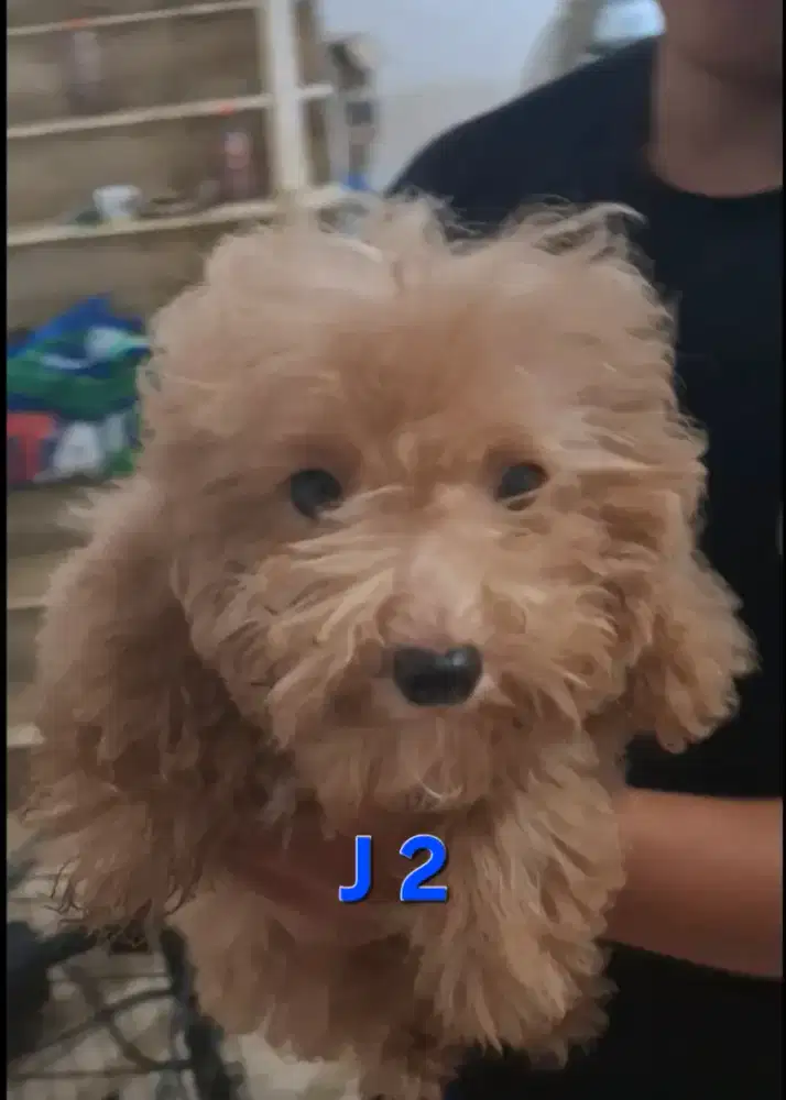 POODLE JANTAN MURAH MERIAH