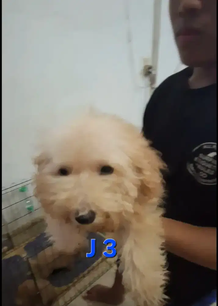 POODLE JANTAN SIZE KECIL MURAH