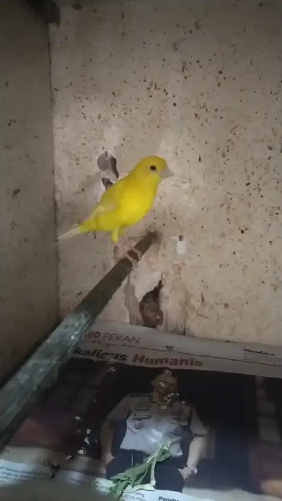 Burung kenari betina siapan kuning stabilo