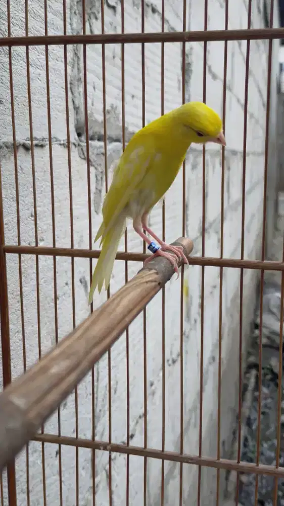 Burung kenari crosbread paud jantan