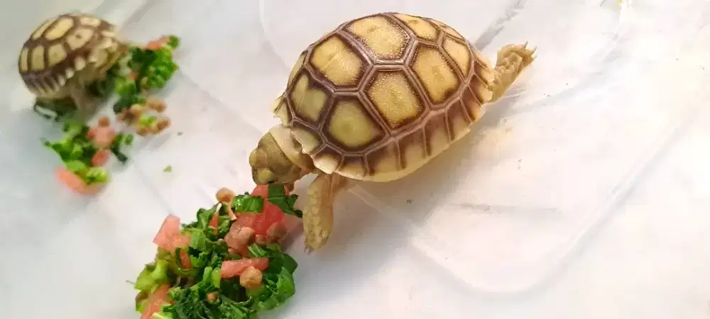 Baby sulcata 6-6,5cm