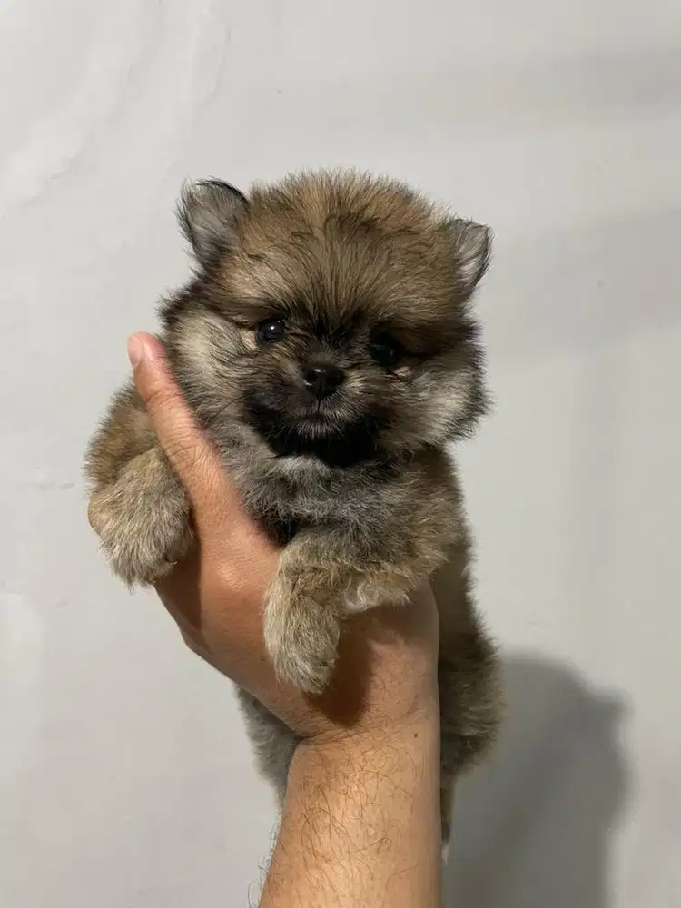 Anjing Minipom mini pom pomeranian pomerian