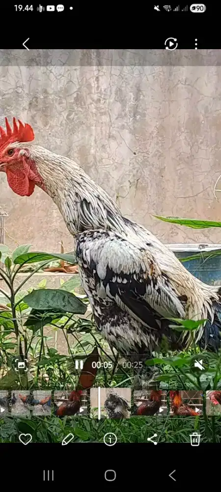 Jual ayam pelung paceuk