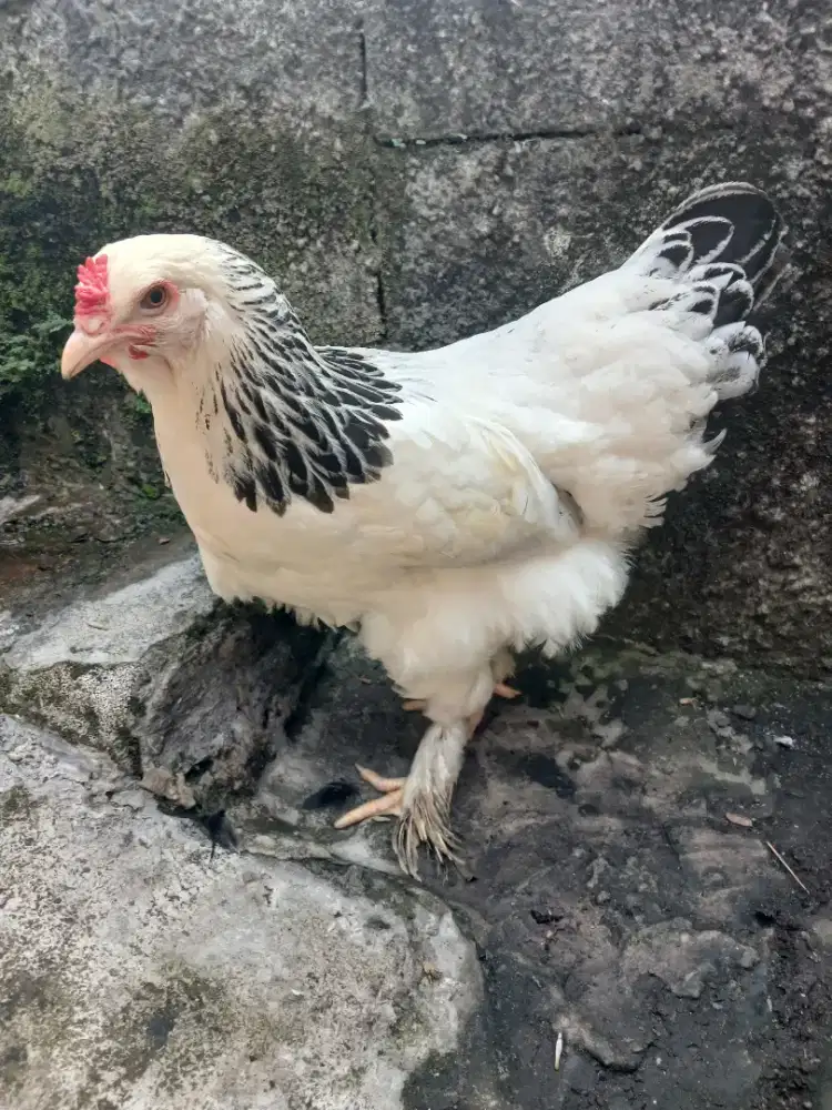 Ayam bangkok kumbang hitam dan ayam brahma