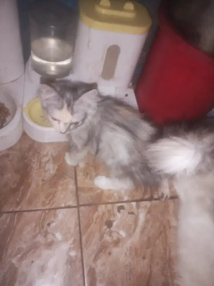 Di jual kucing Persia medium