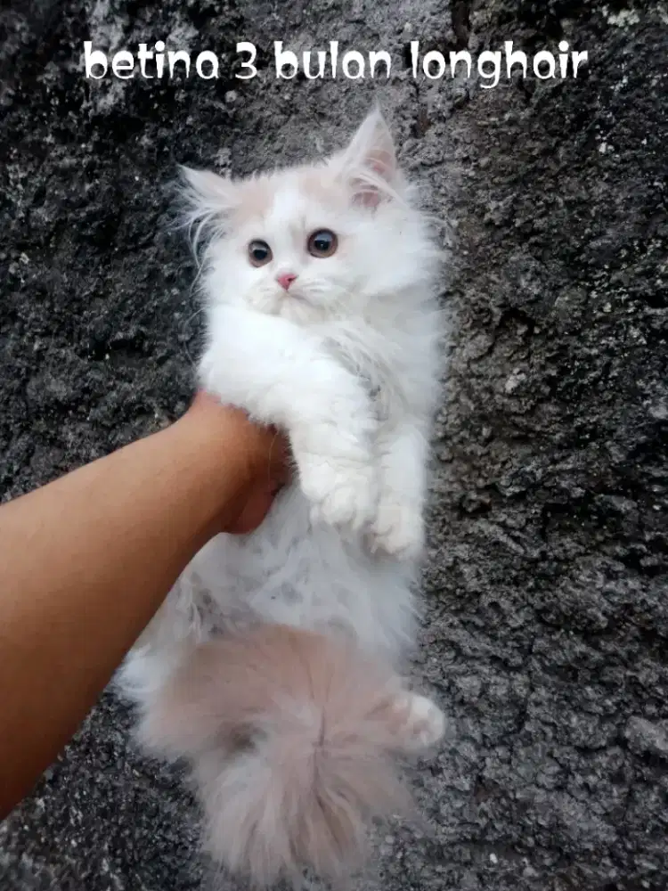 Kucing Persia flatnose
