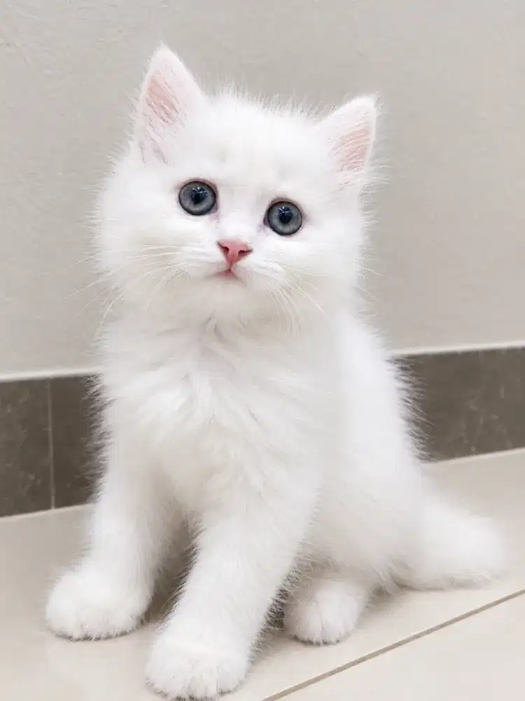 Anakan kucing persia